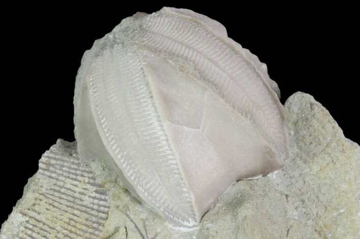 Blastoid (Pentremites) Fossil - Illinois #102262